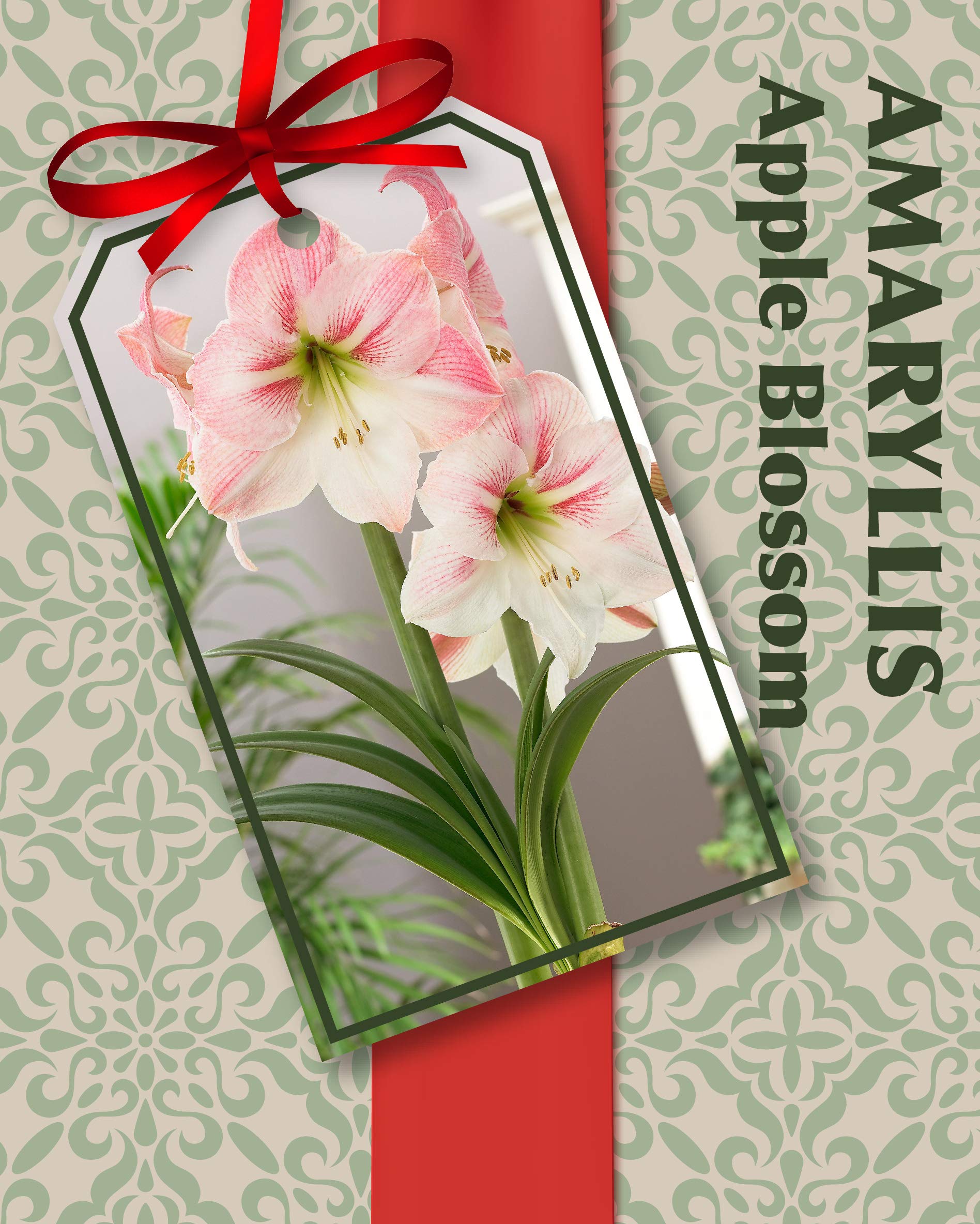 ボカロCD amaryllis 未開封 ボカロCD amaryllis 未開封 CD